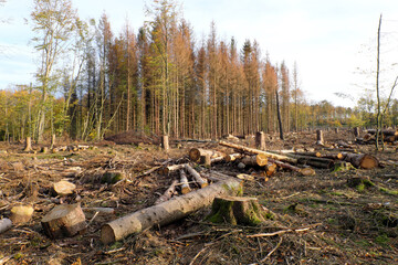 tree stumps and tree logs in a deforested woodland disposed to wood-working industry and timber...