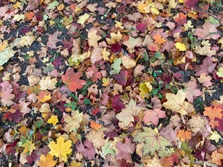 autumn leaves background