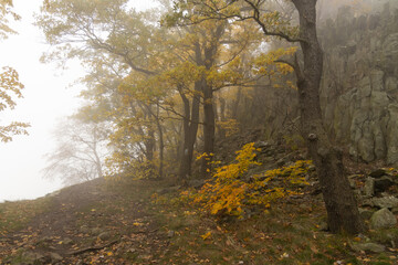 Autumn forest in morning fog
