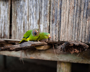 green parrot on a branch