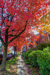 Naklejka premium Autumn Leaves