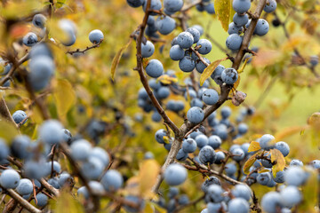 Detail of blue autumn blackthorn