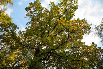 tall trees in the forest against the background of clouds, bottom-up view
