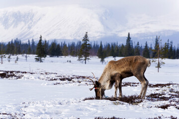 Young domestic reindeer in the tundra against the backdrop of snow-capped mountains. Winter, frost. Swamp, tundra landscape. North of Russia, Kola Peninsula.