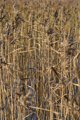 Fototapeta premium Thickets of grass growing in the water . The colours of autumn. Botanical background. Vertical orientation. Copy space