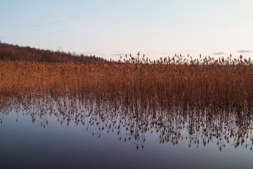 Botanical background. Grass growing in the water is reflected in the water. Horizontal background
