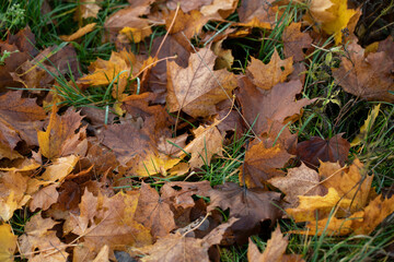
Background of yellow autumn leaves on green grass