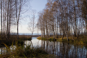Autumn forest with leafless leaves reflected in the water. Horizontal background
