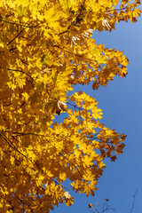 Detail of autumn maple leaves