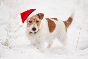 Happy cute snowy christmas holiday santa pet dog puppy looking in the white winter snow