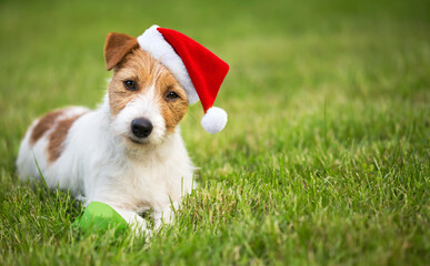 Christmas happy cute santa pet dog puppy smiling in the grass. Holiday card background with copy space.
