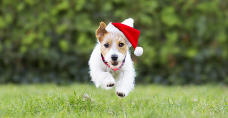 Smiling christmas santa happy pet dog puppy running in the grass. Holiday card background, web banner with copy space.