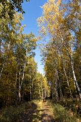 Forest road in the autumn nature with clear sky