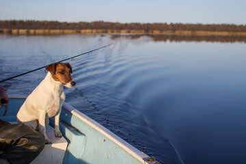 Hunting dog Terrier sits in a boat next to a fisherman, autumn forest is reflected in the water of...