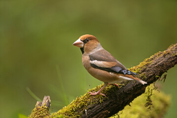 Hawfinch in the dark forest. Ornithology in nature. European wildlife nature. The bird is hidden in the wood. 