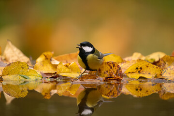 Great tit in the wood. Tit observes surroundings. Birds around the feeder. Wildlife in Europe. 