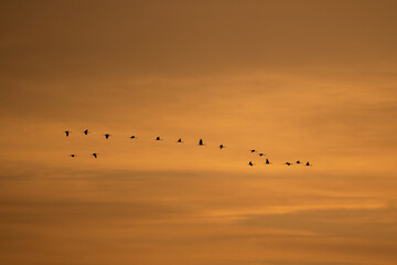 Common cranes in the sky. A flock of cranes flying during the sunrise. Poland wildlife nature. Silhouettes of birds bodies in the sky.