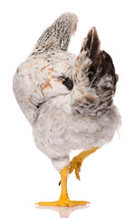 back side of one white chicken isolated on white background, studio shoot