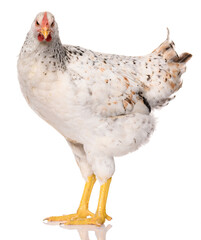one white chicken isolated on white background, studio shoot