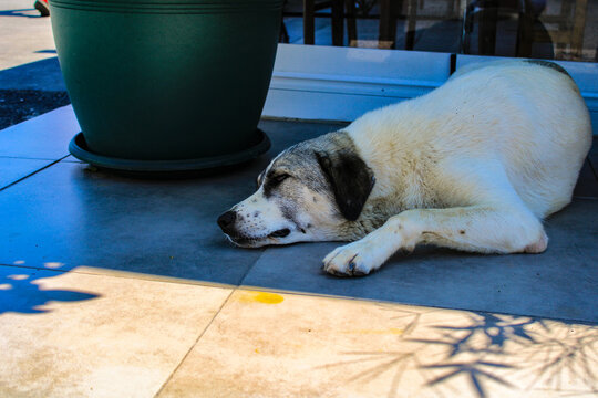 Stray Dog Sleeping In The Shade