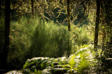 a forest with green vegetation at sunrise