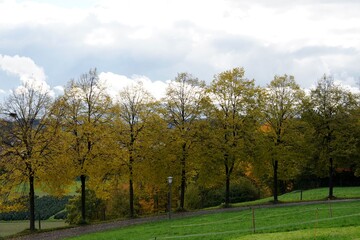 Autumn scenery, a hiking path bordered by trees with yellow golden foliage. Dramatic cloudscape on the background.