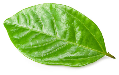 Fototapeta na wymiar coffee leaves isolated on a white background
