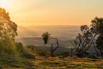 Obraz premium Isolated tree in the sunset.
