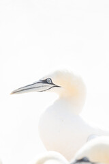 One wild bird in the wild, Northern Gannet on the island of Helgoland on the North Sea in Germany. In high-key