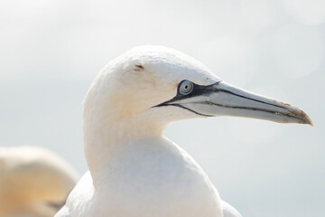 Portrait of pair of Northern Gannet, Sula bassana, Two birds love in soft light, animal love behaviour