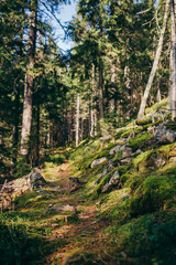 A large tree in a forest