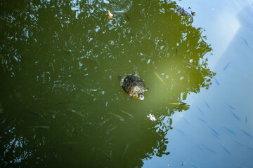 Turtle and fish in the lake