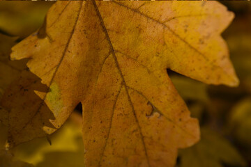 autumn leaves hanging on a branch in the sun