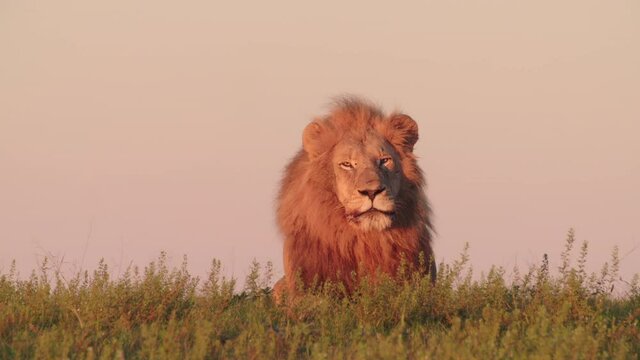 Lion roaring at dawn