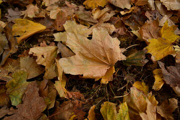 autumn fallen to the ground, colorful foliage
