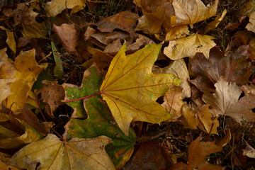 autumn fallen to the ground, colorful foliage