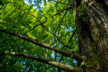 Branches of a tree - a kind of sequoia