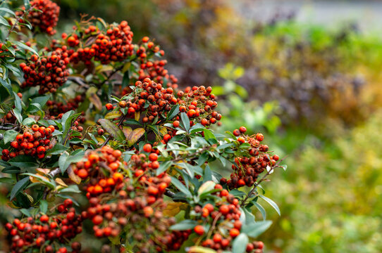Red berries in autumn; colorful plants