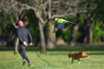 black-hooded parakeet flying at a public park of Buenos Aires with a man jogging with his dog