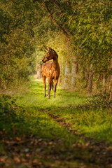 A brown horse on a forest trail in the autumn evening sun. fairy tale