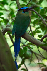 Pájaro tropical colorido
