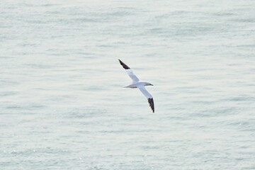 A single white and yellow gannet flies above the sea where the sun shines