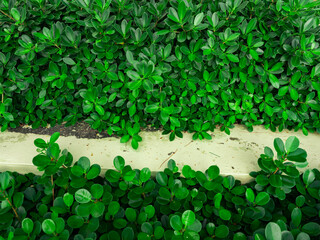Green round leaves pattern background, Natural green leaf wall and wallpaper