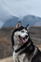 A beautiful dog of the Siberian Husky breed stands high in the mountains in autumn. Free life concept