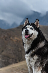 Naklejka premium A beautiful dog of the Siberian Husky breed stands high in the mountains in autumn. Free life concept