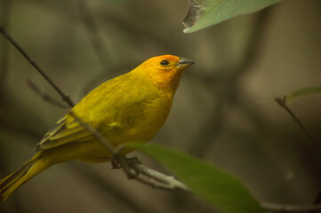 Canario pájaro amarillo