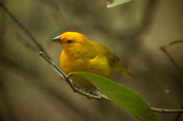 Canario pájaro amarillo