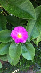 Flor p&uacute;rpura entre as suas folhas