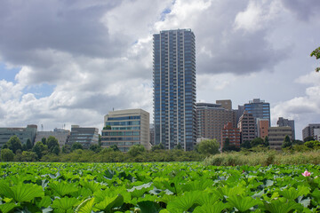 Fototapeta premium Ueno park in Tokyo with buildings on the back