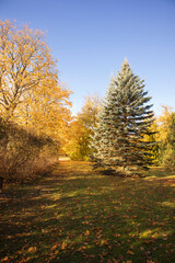 Silver spruce in the autumn landscape